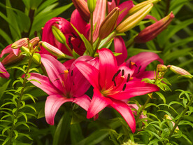 鲜花