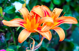 鲜花