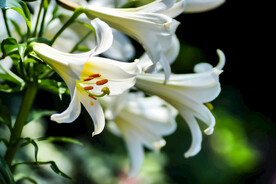 鲜花