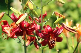 鲜花