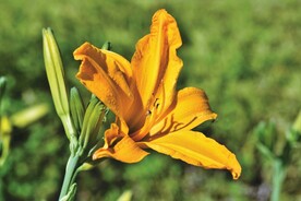 鲜花