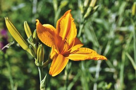 鲜花