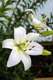 鲜花