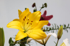 鲜花