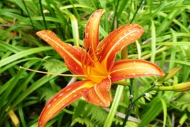 鲜花