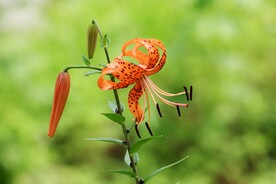 鲜花