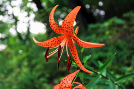 鲜花