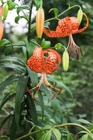 鲜花