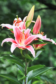 鲜花