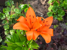鲜花