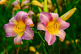 鲜花