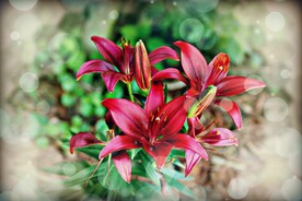 鲜花