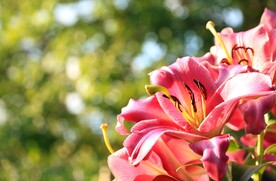鲜花