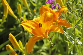 鲜花