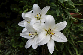 鲜花