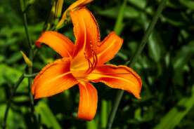 鲜花