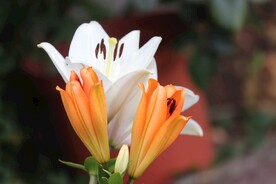 鲜花