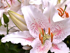 鲜花
