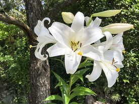 鲜花