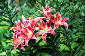 鲜花