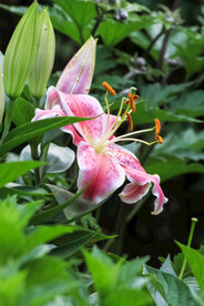 鲜花