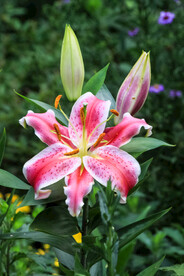 鲜花
