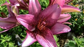 鲜花