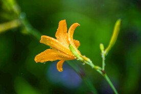 鲜花
