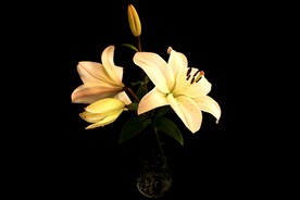 鲜花