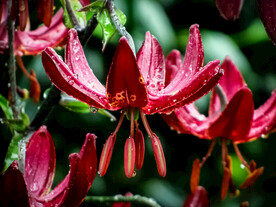 鲜花