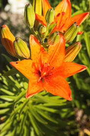 鲜花