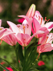 鲜花