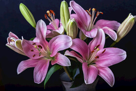鲜花