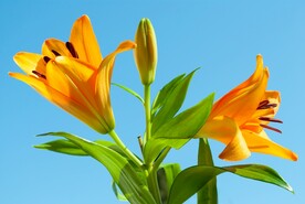 鲜花