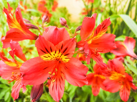 鲜花