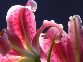 鲜花