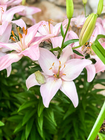鲜花