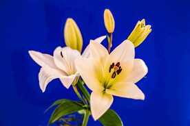 鲜花