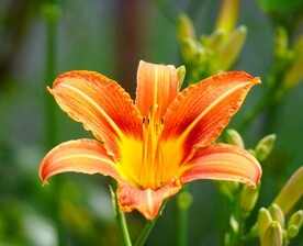 鲜花