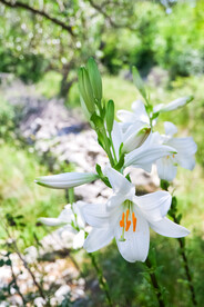 鲜花