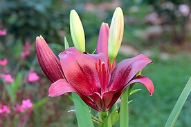 鲜花