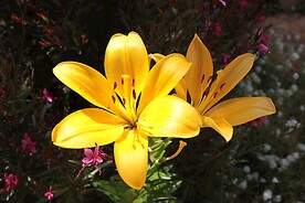 鲜花