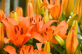 鲜花