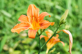 鲜花