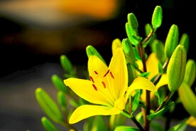 鲜花
