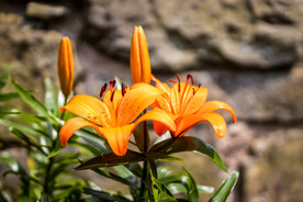 鲜花