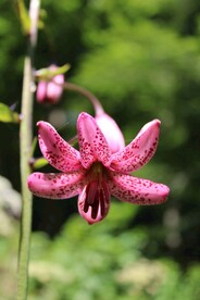 鲜花