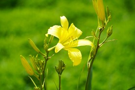 鲜花