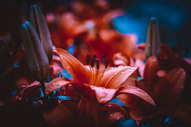 鲜花