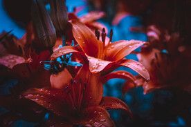 鲜花